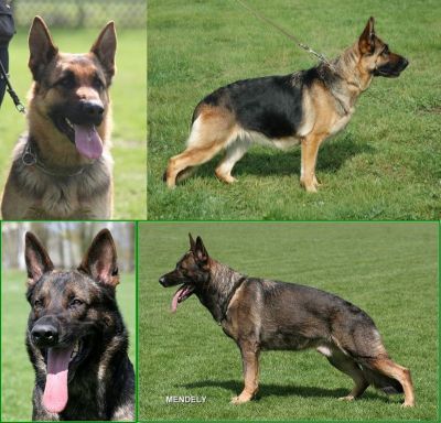 WUSV Weltmeister / Bundessieger / FCI Weltmeister und ...........