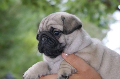 fantastisch und gut ausgebildete Mops Welpen