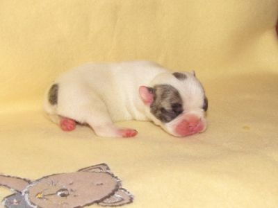 Französische Bulldoggen in Reverse