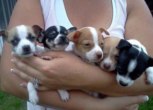 Wunderschöne Chihuahua