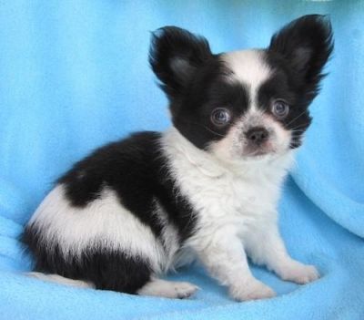 MINI Chihuahua Welpe mit Papiere