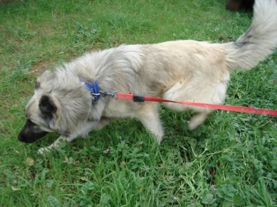 Helado – Bildschöner, fröhlicher Lebenskünstler startet Richtung Familie!