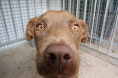 Avellano – Schoko-Schnute auf der Suche nach DER Familiencouch!