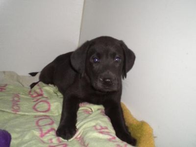  Labrador Welpen blond und schwarz