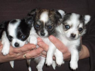 Reinrassigen Chihuahua Welpen Mit Stammbaum 