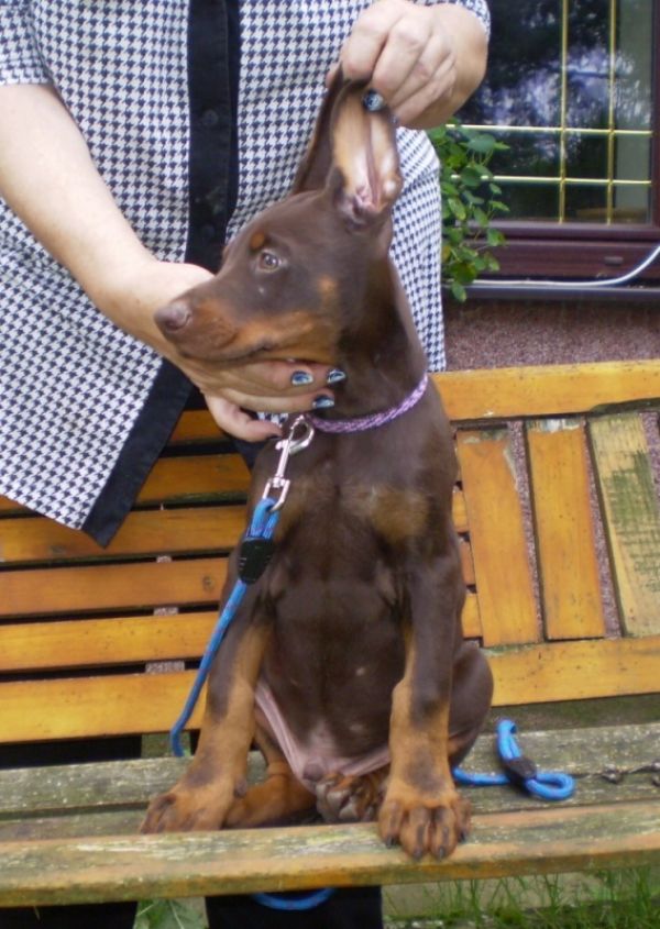 Dobermann - brauner Rüde - Welpe mit FCI Papieren aus CZ Zucht