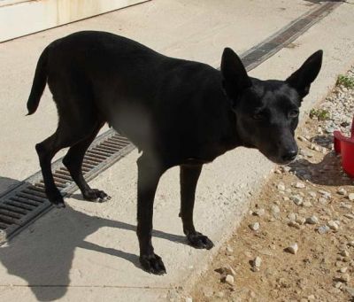 Azul – Gibt es auch einen Couchplatz für ein zartes, sanftes Rehlein?