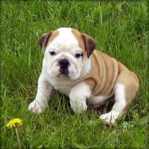 Englische Bulldogge - BULLDOG