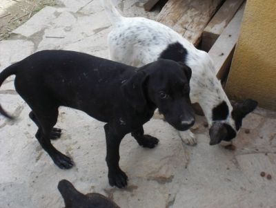 Puppo – Goldige Welpenpower fertig für die Reise ins Glück!