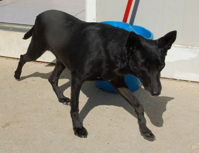 Azul – Gibt es auch einen Couchplatz für ein zartes, sanftes Rehlein?