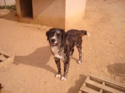 Laila – Große „Sanfte“ erbittet Wärme, Liebe und Couchplatz!