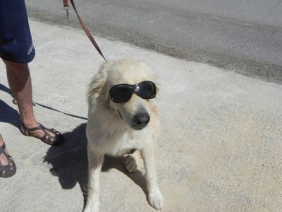 Gero – Wundervoller Goldi-Charakter mit großem Herz sucht SEINE Familie!