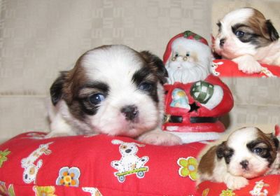 Shih Tzu mit Papieren