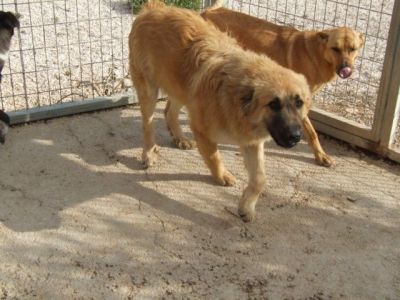 Rocky – Knuffelbärchen freut sich auf Familiencouch!