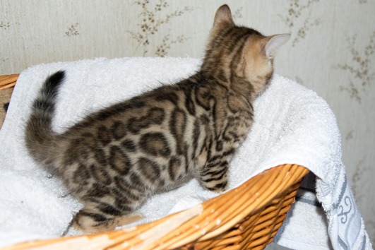 Bengalkatzen mit TICA Stammbaum