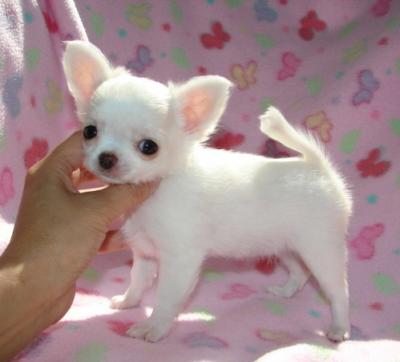 niedlich und liebenswert Chihuahua Welpen zur Verfügung