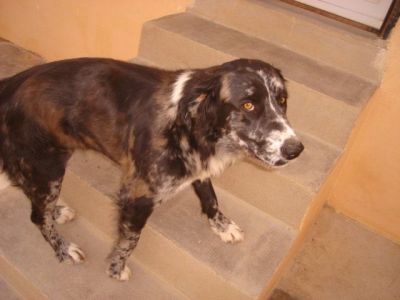 Laila – Große „Sanfte“ erbittet Wärme, Liebe und Couchplatz!