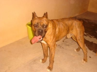 Hiphop – Hier bestechen Stattlichkeit, Noblesse und super Boxer-Charakter!