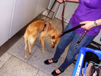 Barbara – Bestens vorbereiteter, wunderschöner Familienhund im Anmarsch!