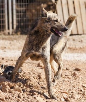 Caramelo – Super freundlicher „Steppenwolf“ goes Family!