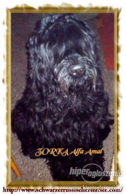 SCHWARZER RUSSISCHER TERRIER - Welpen