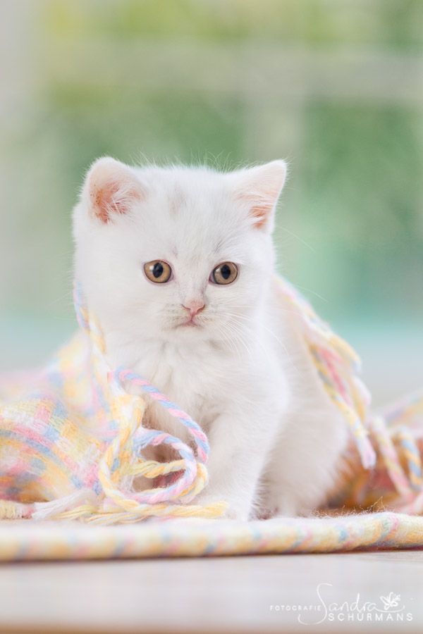 Kleine BKH Herzensbrecher white, blue white, tabby suchen... 