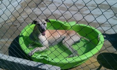 Galeón – Ganz lieben Couchplatz für sanften, sandfarbenen Galgo gesucht!