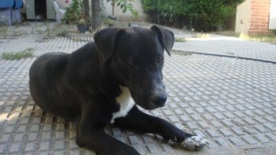 .Tatiana – Ganz liebe, kleine Hundemama hofft endlich auf ihr Coucheckchen!