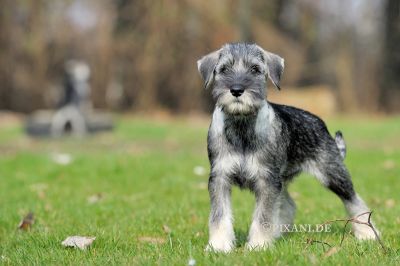Schnauzer Pfeffersalz WELPEN / Mittelschnauzer