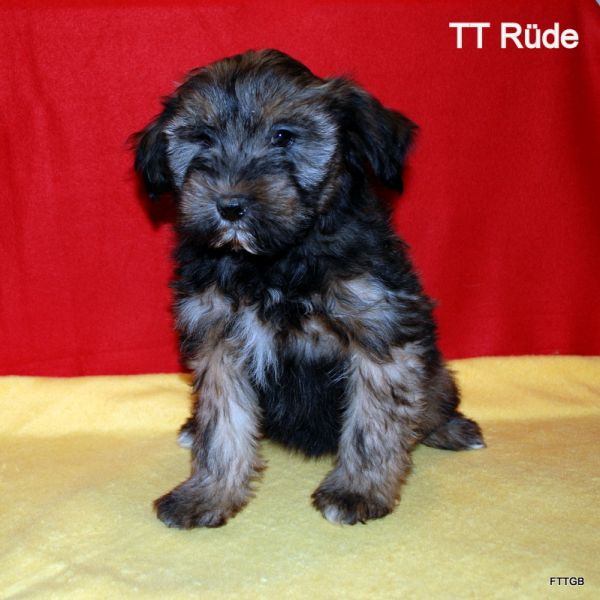 Tibet Terrier Welpen