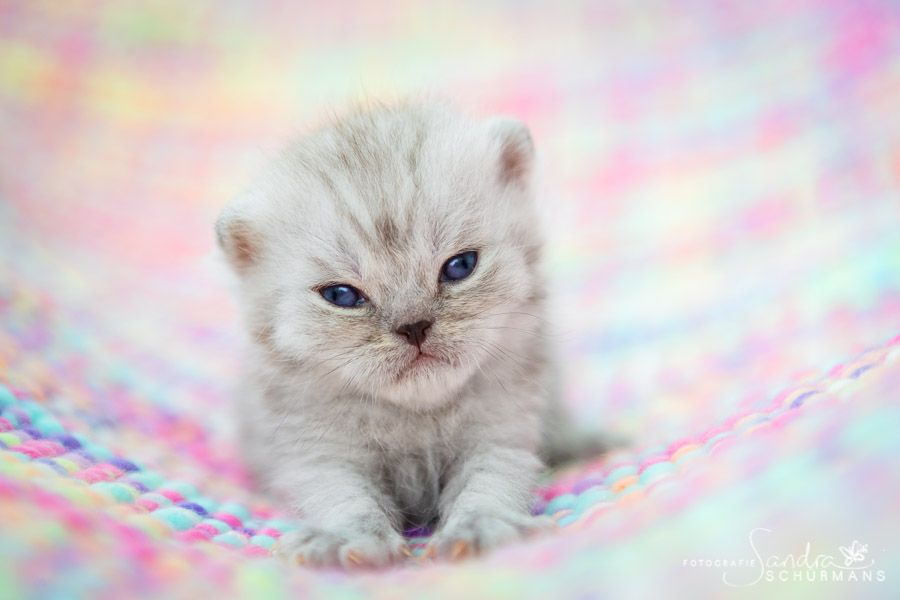 Tapsige Britenkinder in verschiendenen Farben suchen...  