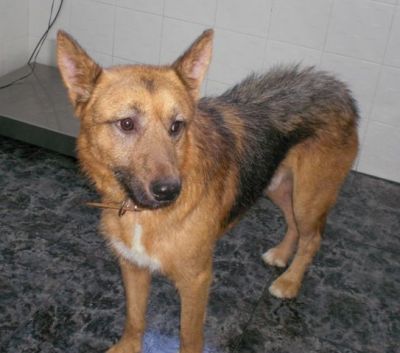 Notfall - Lobón ... wird jetzt alles gut werden???