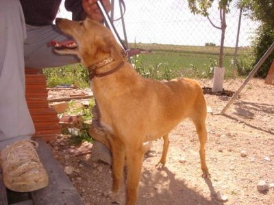 Roxi – Spanische Blondie mit wundervollem Charakter bittet um Familienanschluß!