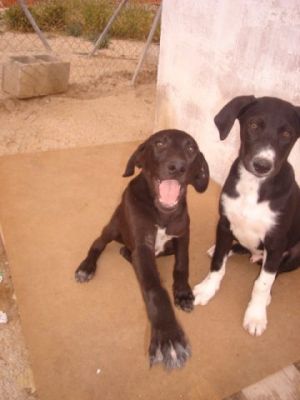 Cacao – Die schokobraune Number Two aus dem Dreikäsehochwurf startet durch!