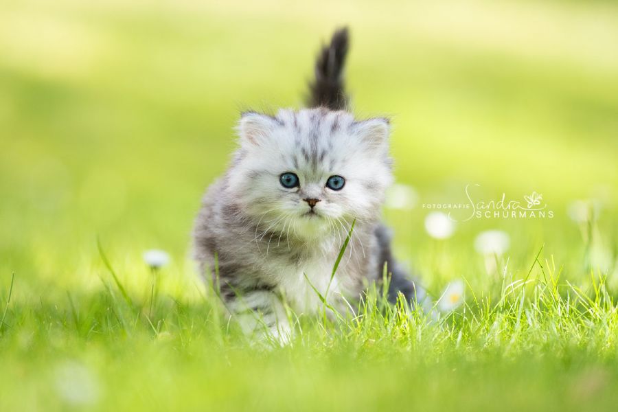 Tapsige Welteroberer suchen...  