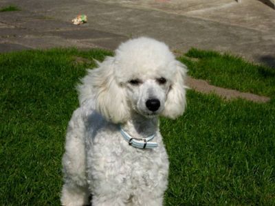 Kleinpudel-Deckrüde