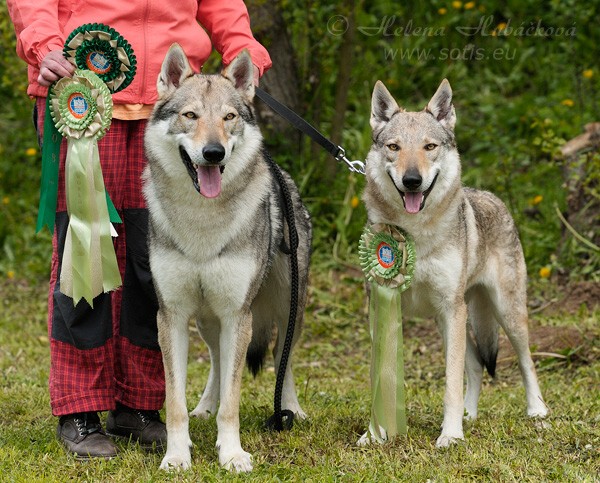 Tschechoslowakische Wolfshund