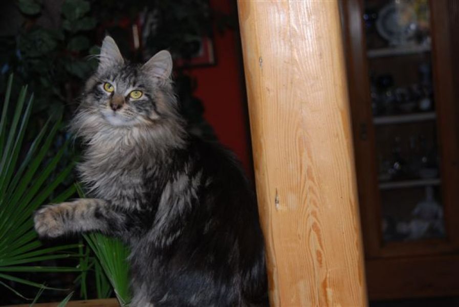 Maine Coon Mädel