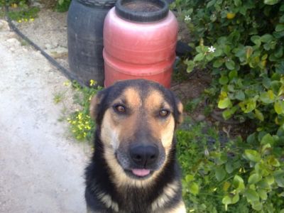 Donna – Eine „Donna“, wie man sie sich nicht besser wünschen kann!