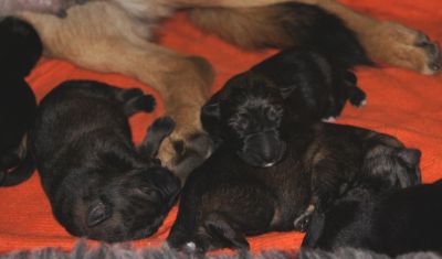 DSH Welpen Unkas vom Riedschlurgi / Warina von der Burg Haidstein