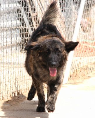 Oso – Ganz sanfter, außergewöhlich gezeichneter Menschenfreund sucht Liebe!