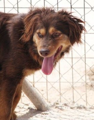 Tomy – Hübscher, fröhlicher Herzensbrecher im Anflug auf Familie !