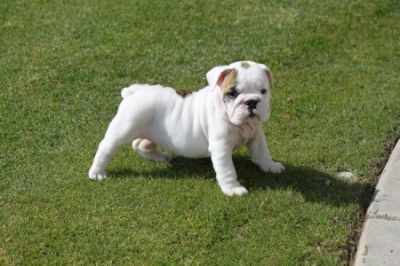 Hervorragende Englisch Bulldogge Welpen