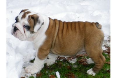 Englisch Bulldogge Welpen