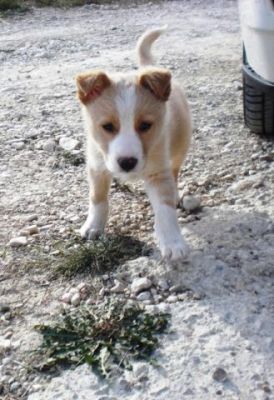 Kenneth – Achtung, Achtung, unheilbare Verliebungsgefahr!