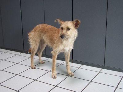 Indiana – Zarte Persönlichkeit sucht die ganz besondere Couch!