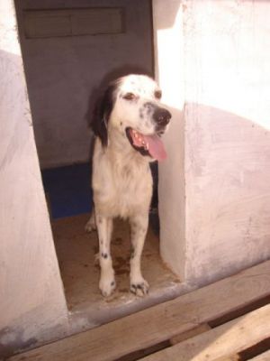 Quijote – Elegante, wunderschöne Frohnatur auf dem Sprung ins Familienleben!