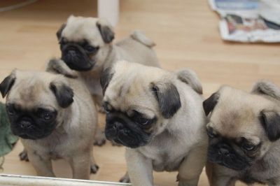 Mops Welpen suchen liebevolle Herrchen