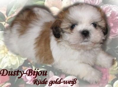 Shih Tzu Welpen Rüde und Hündin