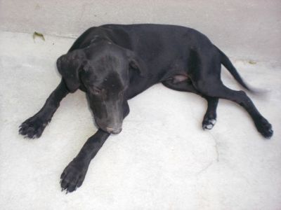 Puppo – Goldige Welpenpower fertig für die Reise ins Glück!